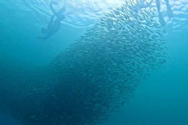 620 pixels placeholder image